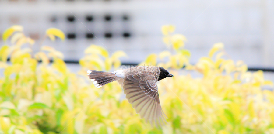 by Usman Basharat - Animals Birds