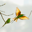 Green Bee Eater