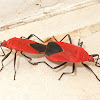 Cotton Stainer Bugs