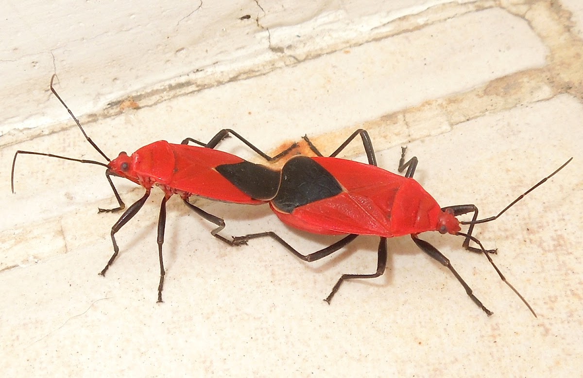 Cotton Stainer Bugs Project Noah