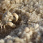 Sand bubbler crab