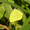 Common Grass Yellow