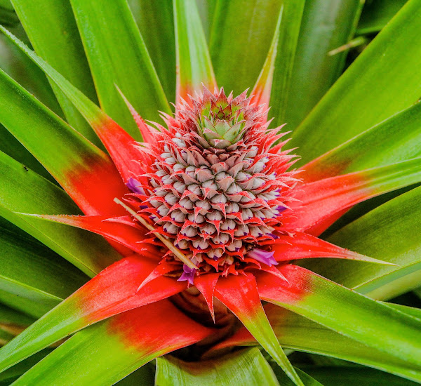 Queen Formosa Pineapple Project Noah