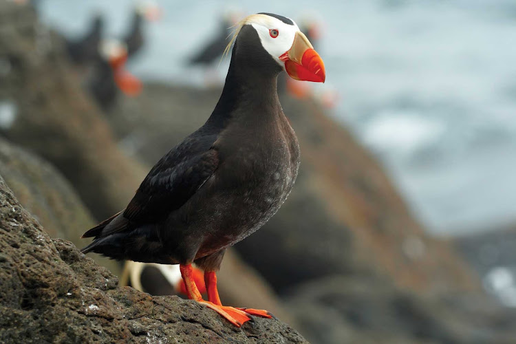 Tufted puffins wait to greet you when you sail to the eastern edge of Russia aboard Silver Discoverer.