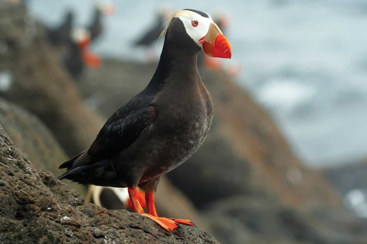 tufted-puffin-Russia - Tufted puffins wait to greet you when you sail to the eastern edge of Russia aboard Silver Discoverer.