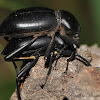 Darkling Beetles (Mating)
