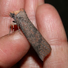 Orange-hooded Crest-moth ♀