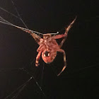 Barn spider