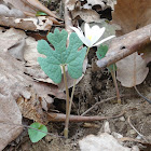 Bloodroot