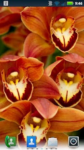 Lastest Orchids Live Wallpaper APK