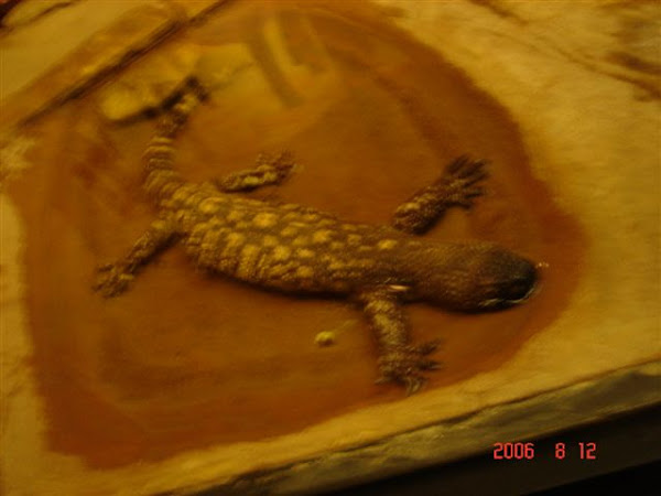 Reticulated Gila Monster | Project Noah