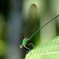 Dragonflies and Damselflies of India