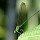 Dragonflies and Damselflies of India