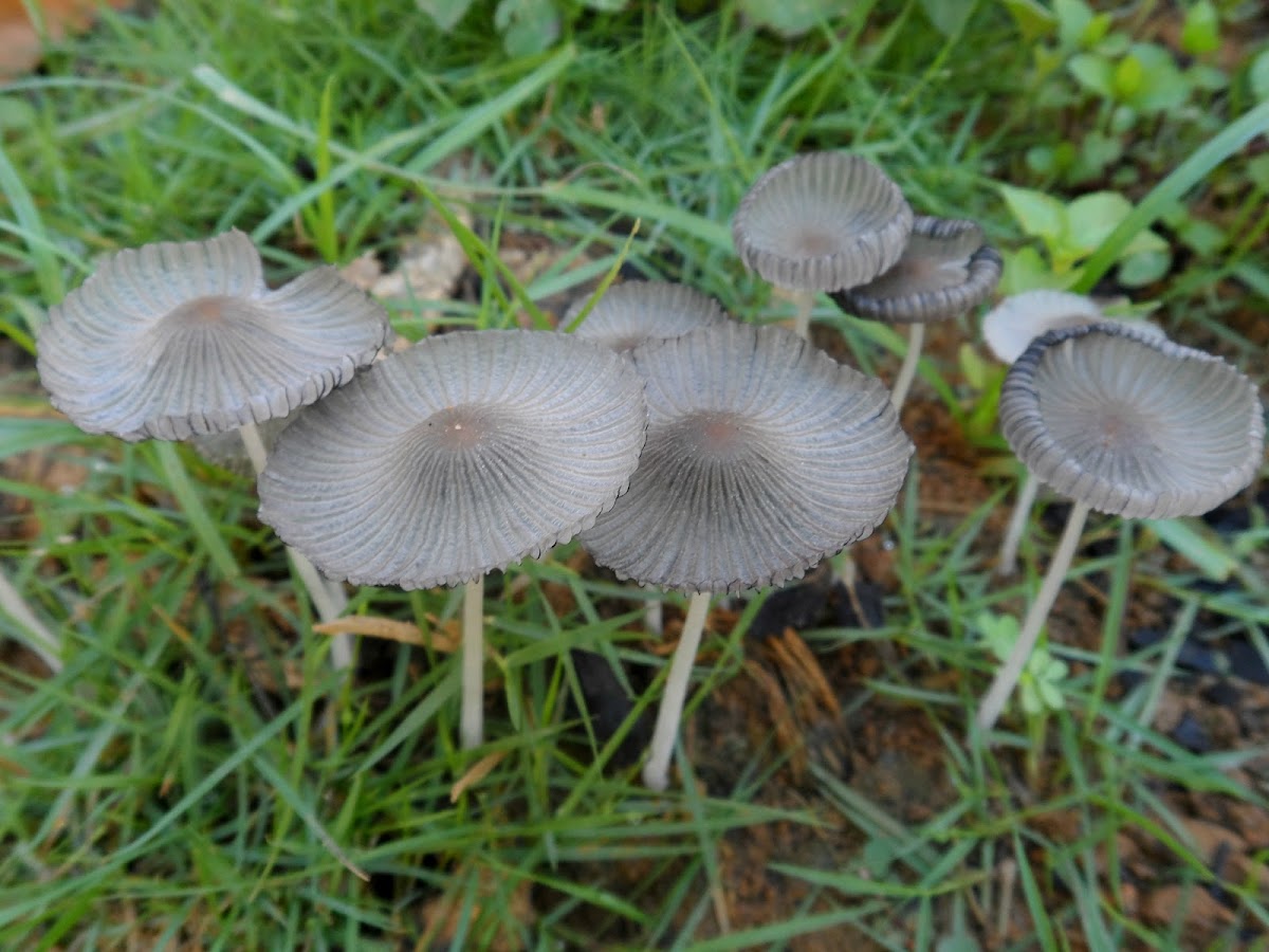 Harefoot mushroom