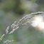 Reed Canarygrass