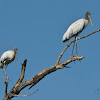 Wood storks