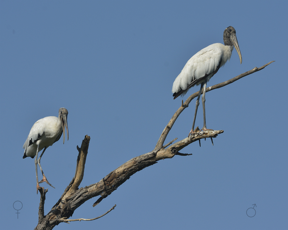 Wood storks