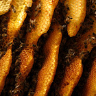 Honey Bees