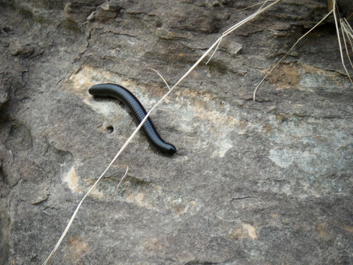 Giant African millepede