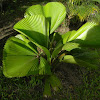 Vanuatu fan palm