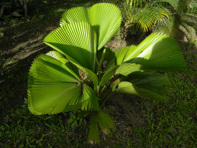 Vanuatu fan palm
