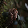 coral fungi