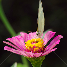 Nectar by Vitto Arvin - Animals Insects & Spiders