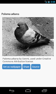 How to get Pigeon Wallpapers 1.2 unlimited apk for android