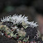 Snow lichen