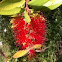 Red furry plant