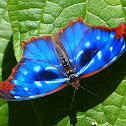 Orsis Bluewing
