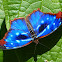 Orsis Bluewing