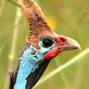 Helmeted Guineafowl