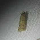 Gerdana Moth