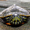 Northern Red-bellied Cooter