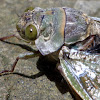 Axe-head cicada