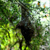 Yellow-throated scrubwren nest ?