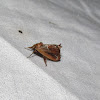 Purple-crested Slug Moth