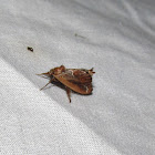 Purple-crested Slug Moth