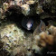 Greyface Moray, White-eyed Moray Eel