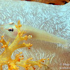 Common Ghost Goby