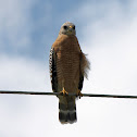 Red Shouldered Hawk (Buteo lineatus)