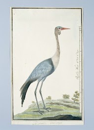 Grus carunculatus/ Bugeranus carunculatus (Lelkraanvogel)