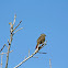 Red-winged Blackbird (Female)