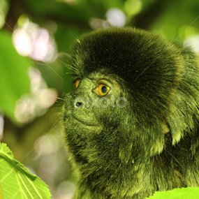 Monkey by Sarah Kriegler - Animals Other Mammals