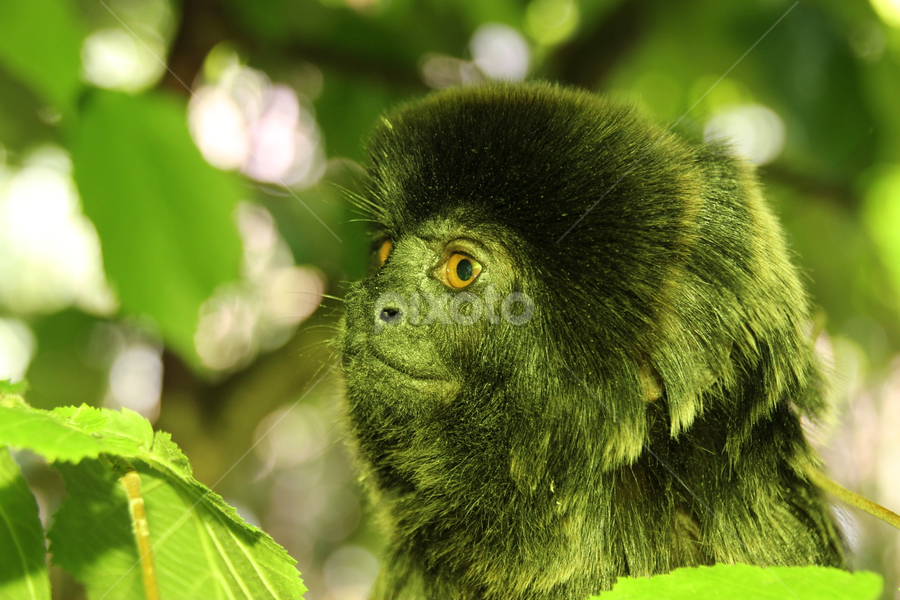 Monkey by Sarah Kriegler - Animals Other Mammals