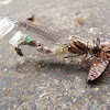 Green Skimmer Dragonfly