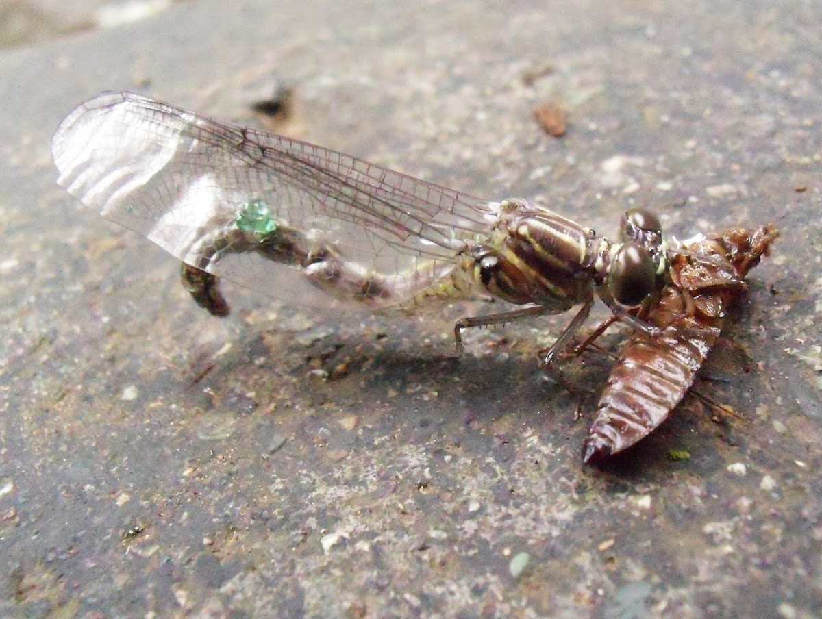 Green Skimmer Dragonfly