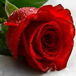 Rose Live wallpaper.apk 2.0
