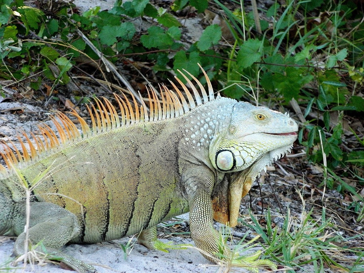 Green Iguana